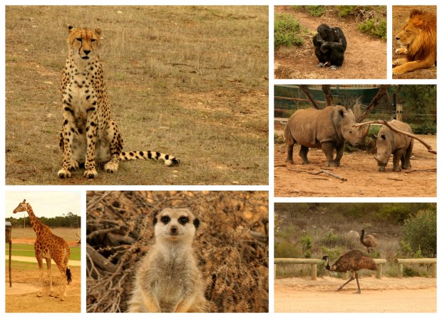 2014-02-21 Monarto Zoo ja Bel Air