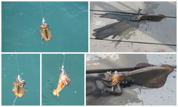 2014-07-13 Victor Harbor + Rapid Bay1