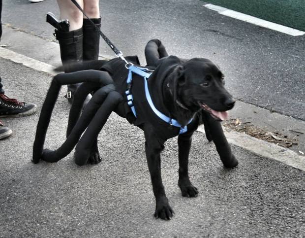 10606405_700421926707733_3603867406275962166_n